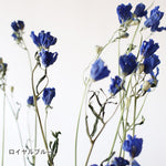 ［ドライフラワー］スプレーデルフィニューム