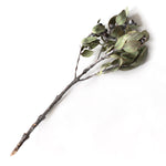 ［ドライフラワー］ユーカリ テトラゴナ マルチ