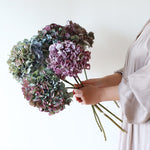 ［ドライフラワー］マジックアワーに染まる紫陽花