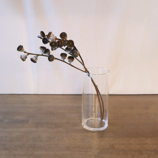 ［ドライフラワー］ユーカリ グロボラス  ブロンズコイン