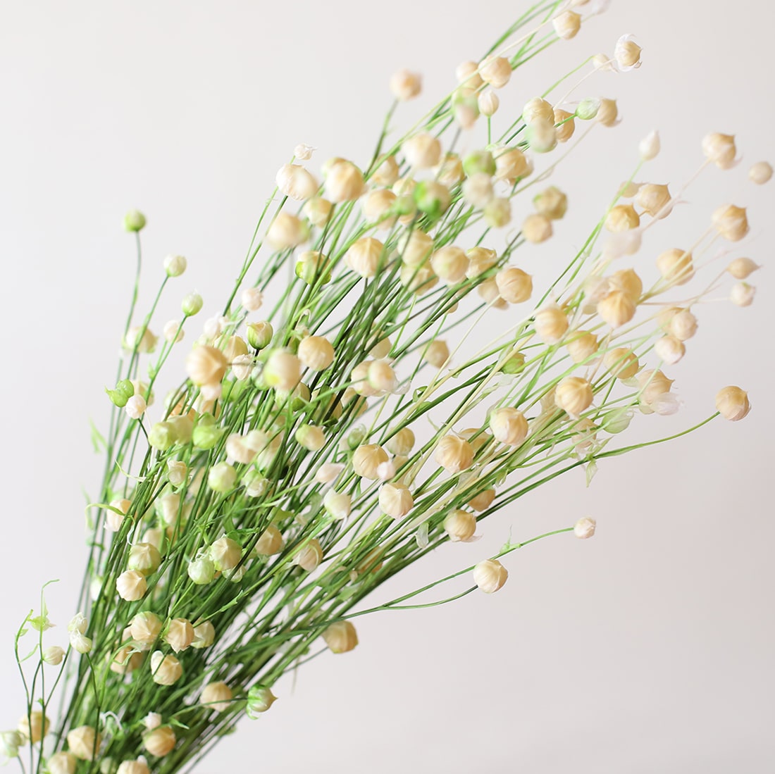 ［ドライフラワー］フラックス プリザーブド