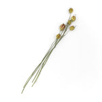 ［ドライフラワー］フーセンポピー