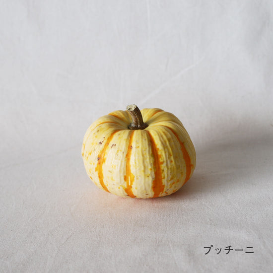 オモチャカボチャ