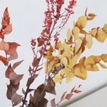 ［ドライフラワー］ユーカリ カラード