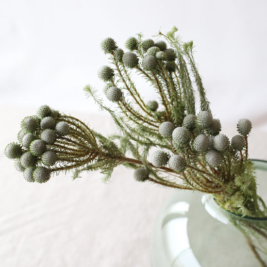 ［ドライフラワー］ブルニア シルバームーン