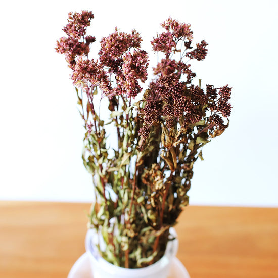 ［ドライフラワー］フジバカマ