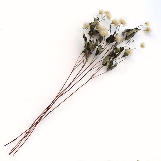 ［ドライフラワー］クレマチスシード キボ