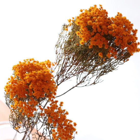 ［ドライフラワー］ベルティコルディア