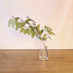 ［ドライフラワー］ユーカリ ポポラスベリー