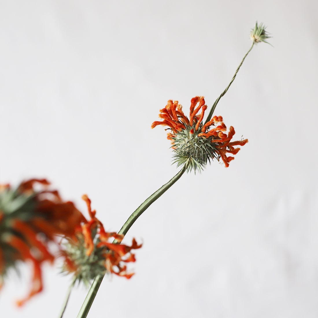 ドライフラワー］レオノティス 商品ページ - 土と風の植物園