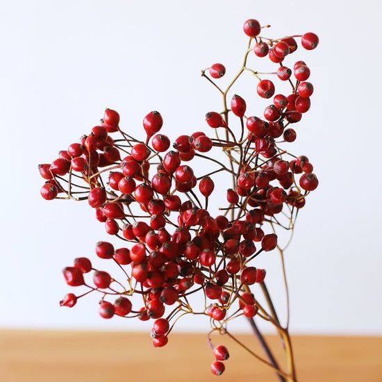 ［ドライフラワー］野ばらの実 ショート