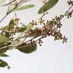 ［ドライフラワー］ユーカリ バクステリ