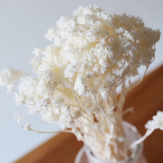 ※今季完売※［ドライフラワー］クリスパム ホワイト