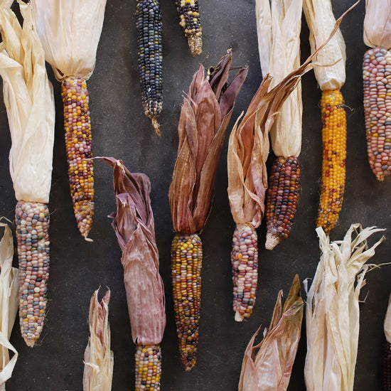 ［ドライフラワー］オーロラコーン 3本セット