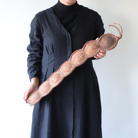 ［ドライフラワー］モダマ