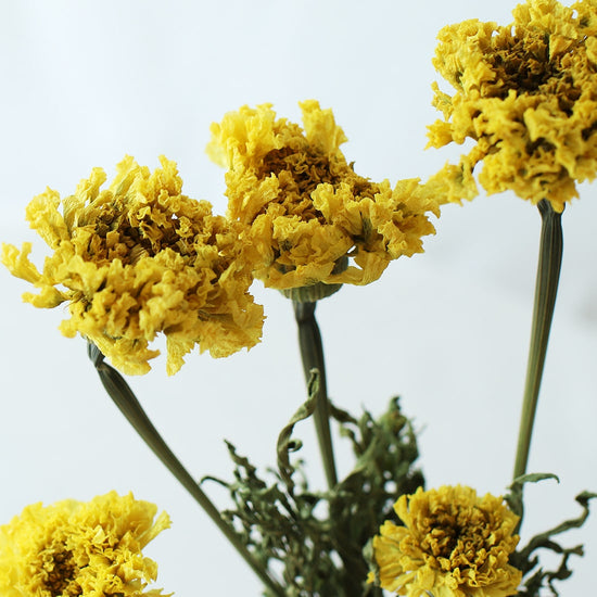 ［ドライフラワー］マリーゴールド