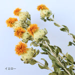 ［ドライフラワー］ベニバナ