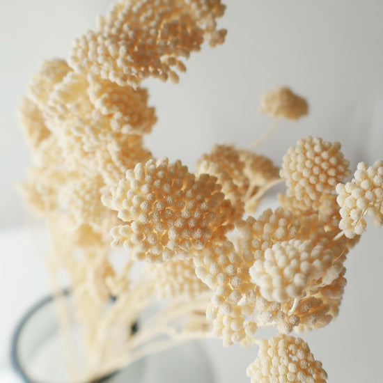 ［ドライフラワー］アキレア　ホワイト