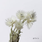 ［ドライフラワー］シルバーデージー