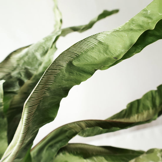 ［ドライフラワー］オオタニワタリ