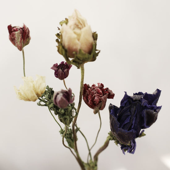 ［ドライフラワー］アネモネ