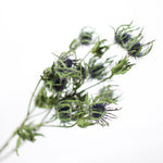 ［ドライフラワー］エリンジューム マグネーター