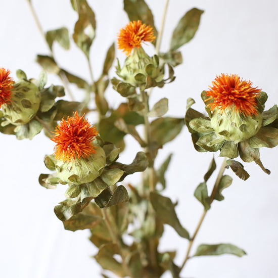 ［ドライフラワー］ベニバナ