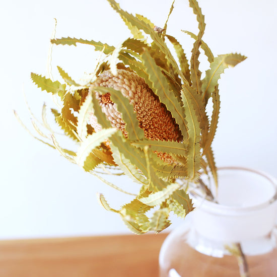 ［ドライフラワー］バンクシア プリオノート