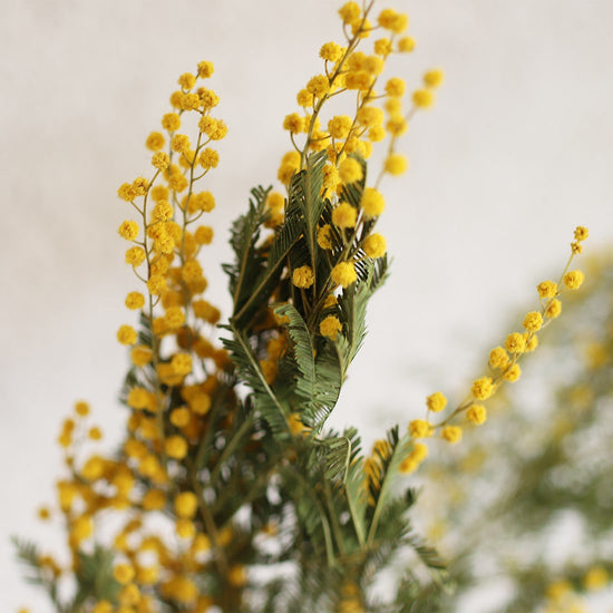 ［ドライフラワー］ミモザ（フサアカシア）