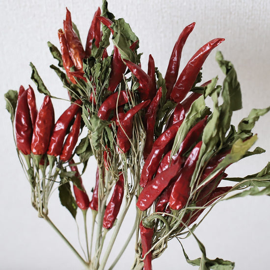 ［ドライフラワー］トウガラシ