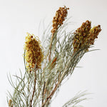 ［ドライフラワー］グレビレア スパイダーマン