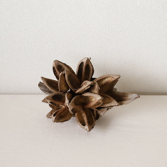 ［ドライフラワー］ソロロカフラワー