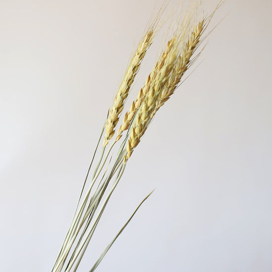 ［ドライフラワー］小麦