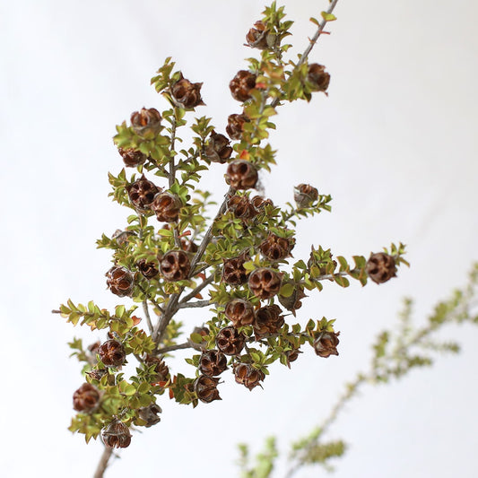 ［ドライフラワー］レプトスペルマム ラベンダークインナッツ