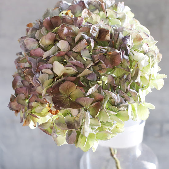 ［ドライフラワー］紫陽花  マルベック（アンティークグリーンレッド）