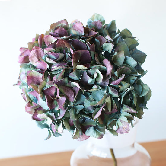 ［ドライフラワー］マジックアワーに染まる紫陽花