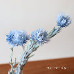 ［ドライフラワー］シルバーデージー