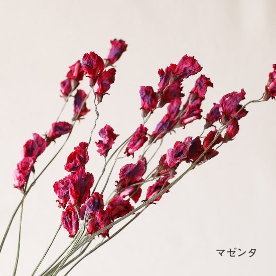 ［ドライフラワー］スイートピー　