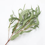 ※今季完売※［ドライフラワー］ユーカリ ジャイアンテウム