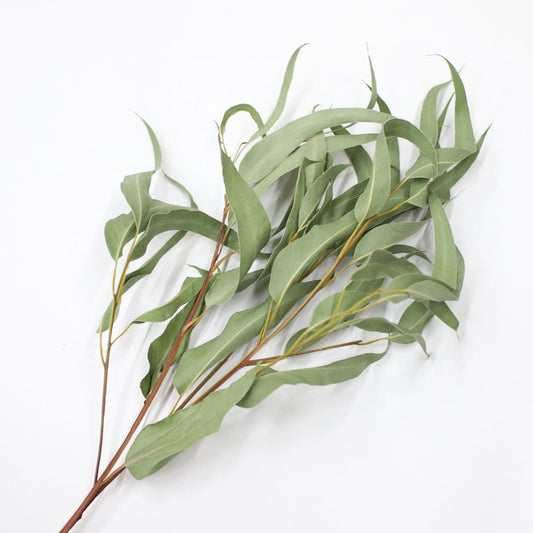 ※今季完売※［ドライフラワー］ユーカリ ジャイアンテウム