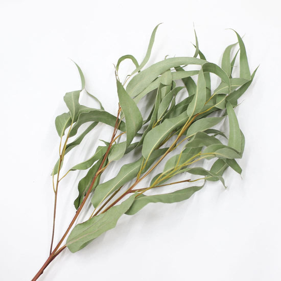 ※今季完売※［ドライフラワー］ユーカリ ジャイアンテウム