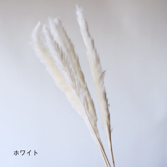 ※今季完売※［ドライフラワー］ちいさなパンパスグラス