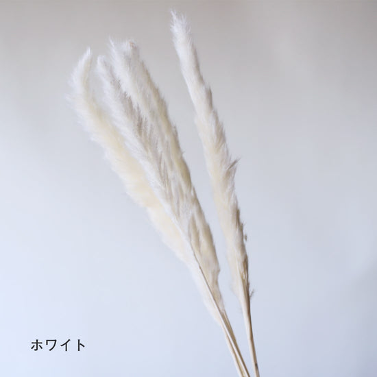 ※今季完売※［ドライフラワー］ちいさなパンパスグラス
