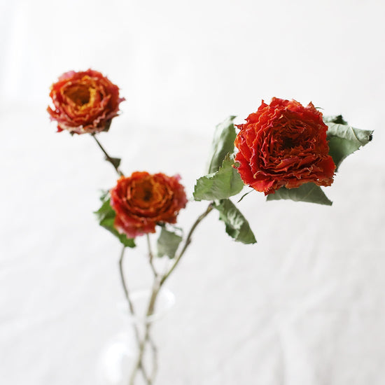 ［ドライフラワー］バラ シャインオン