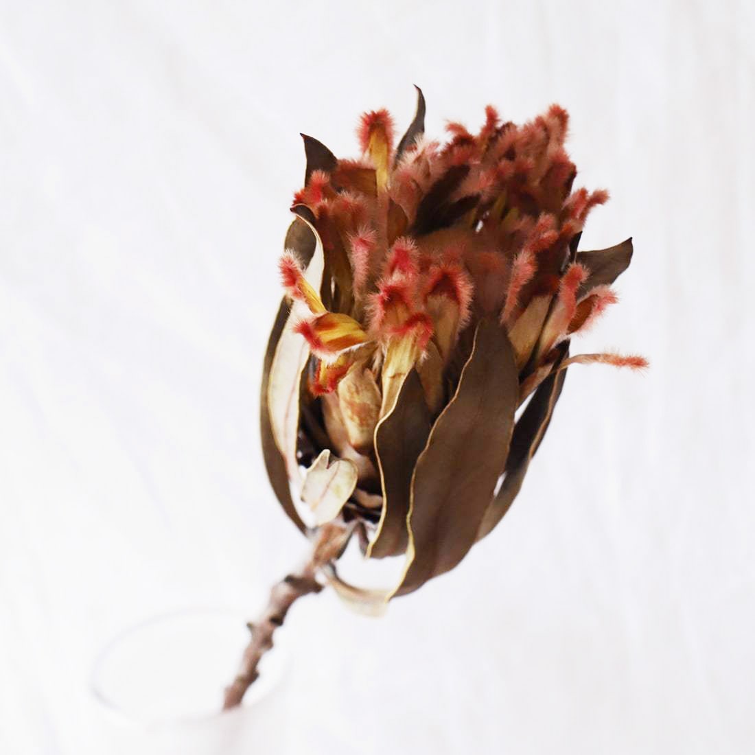 ［ドライフラワー］プロテア オールム