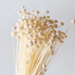 ※今季完売※［ドライフラワー］アマレリーノ