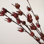 ［ドライフラワー］ベニアオイ