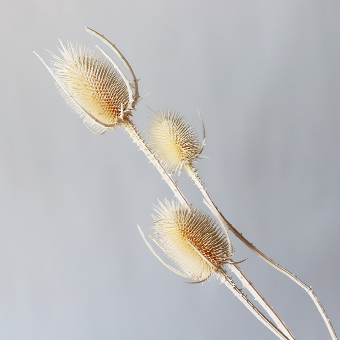 ドライフラワー ドライフラワー【No.29】ドライグラスセット ススキ 千日紅