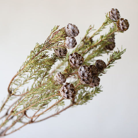 専用Christmas＊コットン＆リューカデンドロン ドライフラワー