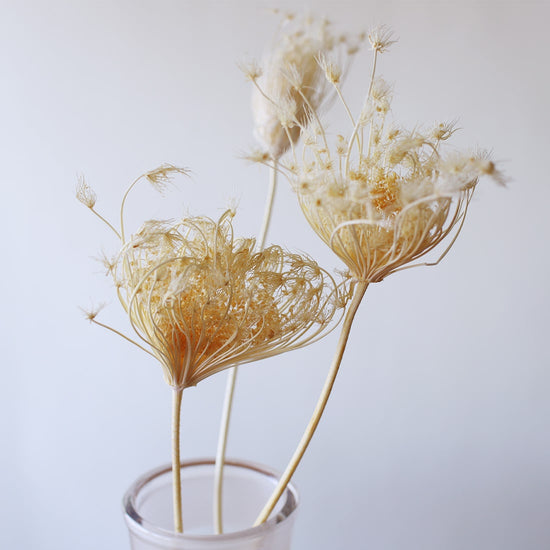 ［ドライフラワー］ダウカス バードネストブリーチホワイト